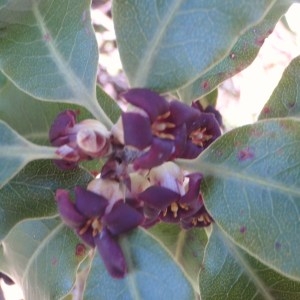 Photographie n°96653 du taxon Pittosporum tenuifolium Gaertn. [1788]