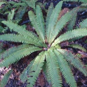 Photographie n°96658 du taxon Blechnum L. [1753]