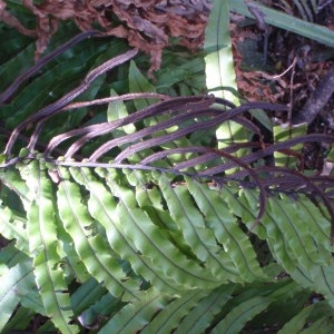  - Blechnum L. [1753]