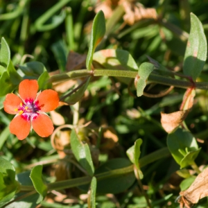 Photographie n°96679 du taxon Anagallis arvensis L. [1753]