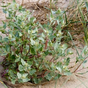 Photographie n°96683 du taxon Atriplex laciniata L. [1753]