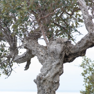 Photographie n°96700 du taxon Quercus suber L.