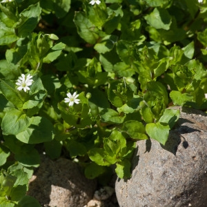 Photographie n°96709 du taxon Stellaria neglecta Weihe [1825]