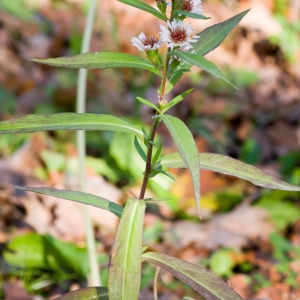  - Symphyotrichum novi-belgii var. laevigatus (Lam.) B.Bock [2012]