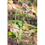 Aster novi-belgii [subsp.] brumalis (Nees) P.Fourn. (Aster lisse)