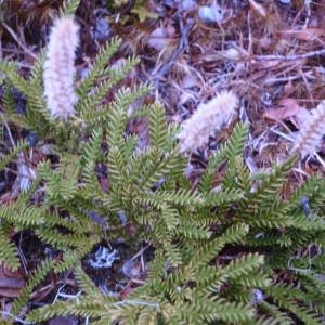  - Lycopodium L. [1753]