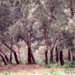 Photographie n°96741 du taxon Quercus suber L. [1753]