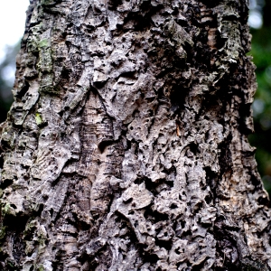 Photographie n°96743 du taxon Quercus suber L. [1753]