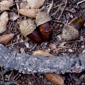 Photographie n°96744 du taxon Quercus suber L. [1753]