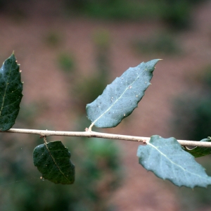 Photographie n°96745 du taxon Quercus suber L. [1753]