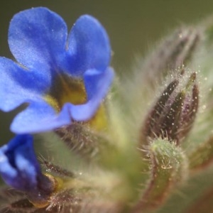 Photographie n°96760 du taxon Alkanna matthioli Tausch [1824]