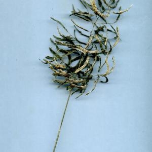  - Eragrostis barrelieri Daveau [1894]