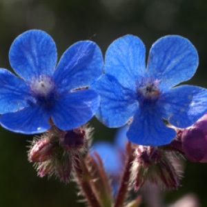 Photographie n°96780 du taxon Anchusa italica Retz. [1779]