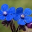  Liliane Roubaudi - Anchusa italica Retz. [1779]