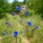  Liliane Roubaudi - Anchusa italica Retz. [1779]