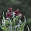  Liliane Roubaudi - Cynoglossum officinale L. [1753]