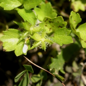 Photographie n°96796 du taxon Ranunculus muricatus L. [1753]