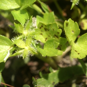 Photographie n°96797 du taxon Ranunculus muricatus L. [1753]