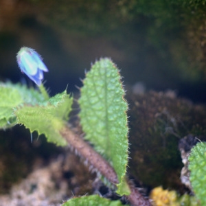 Photographie n°96802 du taxon Borago pygmaea (DC.) Chater & Greuter [1972]