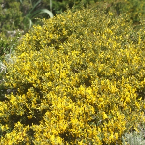 Photographie n°96808 du taxon Genista corsica (Loisel.) DC. [1815]