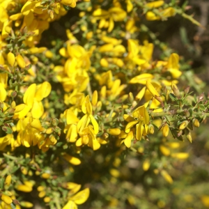 Photographie n°96809 du taxon Genista corsica (Loisel.) DC. [1815]