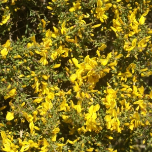 Photographie n°96811 du taxon Genista corsica (Loisel.) DC. [1815]