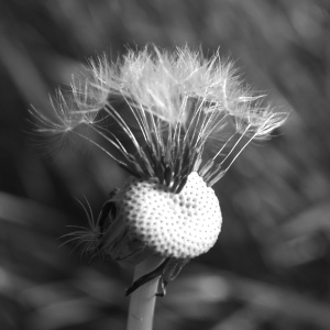 Photographie n°96817 du taxon Taraxacum F.H.Wigg. [1780]