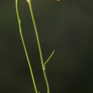 Photographie n°96820 du taxon Ranunculus paludosus Poir. [1789]