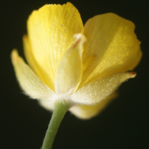 Photographie n°96821 du taxon Ranunculus paludosus Poir. [1789]