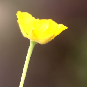 Photographie n°96824 du taxon Ranunculus paludosus Poir. [1789]