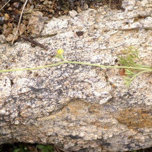 Photographie n°96827 du taxon Ranunculus paludosus Poir. [1789]