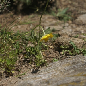 Photographie n°96829 du taxon Ranunculus paludosus Poir. [1789]