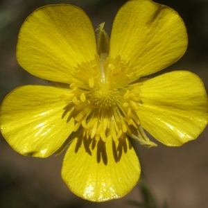 Photographie n°96830 du taxon Ranunculus paludosus Poir. [1789]