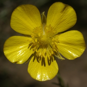 Photographie n°96831 du taxon Ranunculus paludosus Poir. [1789]