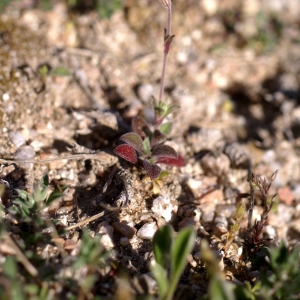 Photographie n°96833 du taxon Silene sericea All. [1785]