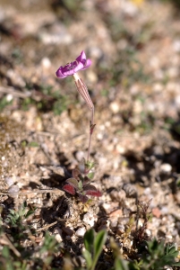 Liliane Roubaudi, le  8 mai 2008 (Saint-Florent)