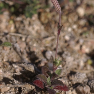 Photographie n°96834 du taxon Silene sericea All. [1785]