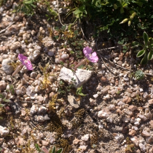 Photographie n°96835 du taxon Silene sericea All. [1785]