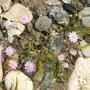 Photographie n°96836 du taxon Silene sericea All. [1785]