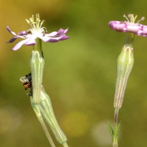 Photographie n°96837 du taxon Silene sericea All. [1785]