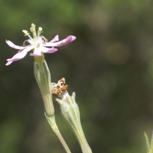 Photographie n°96838 du taxon Silene sericea All. [1785]