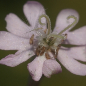 Photographie n°96840 du taxon Silene sericea All. [1785]