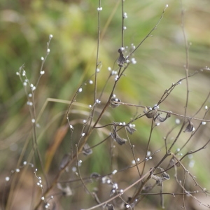 Photographie n°96841 du taxon Lithospermum officinale L. [1753]