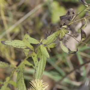 Photographie n°96842 du taxon Lithospermum officinale L. [1753]