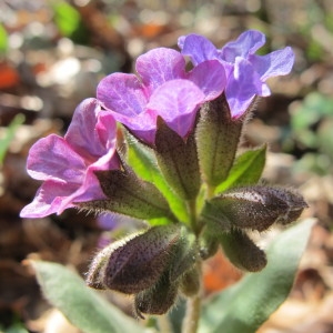  - Pulmonaria obscura Dumort. [1865]