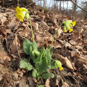 Photographie n°96865 du taxon Primula veris subsp. canescens (Opiz) Hayek ex Lüdi [1927]