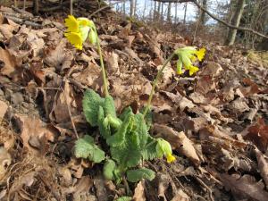 Hugues Tinguy, le 17 mars 2012 (Saint-Hippolyte (Burgerwald))