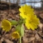  Hugues Tinguy - Primula veris subsp. canescens (Opiz) Hayek ex Lüdi [1927]