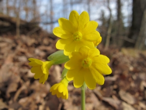 Hugues Tinguy, le 17 mars 2012 (Saint-Hippolyte (Burgerwald))