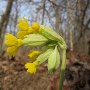 Primula veris var. canescens (Opiz) B.Bock (Primevère blanchâtre)